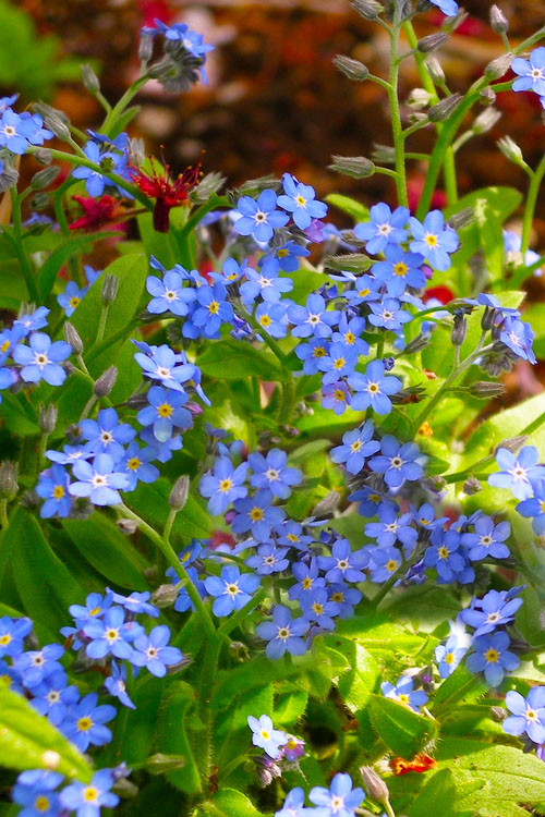  Semperflorens True Forget-Me-Not (Myosotis Scorpioides) - 5 Pack Of Quart Pots