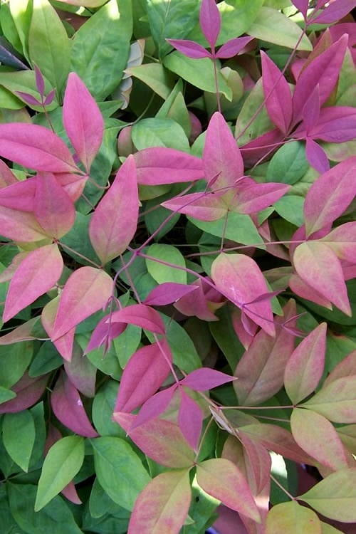  Blush Pink Nandina - 3 Gallon Pot