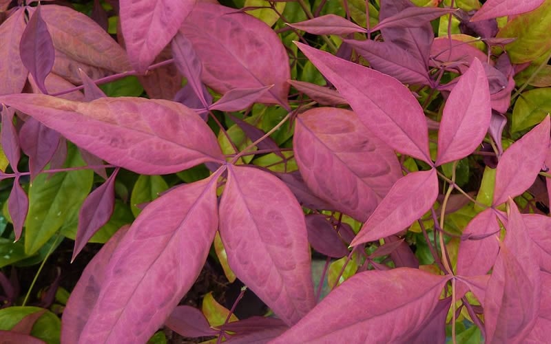  Blush Pink Nandina - 6 Pack Of 1 Gallon Pots