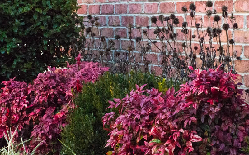  Blush Pink Nandina - 1 Gallon Pot