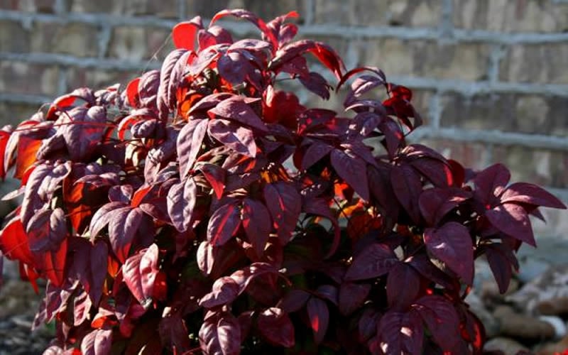  Blush Pink Nandina - 3 Gallon Pot