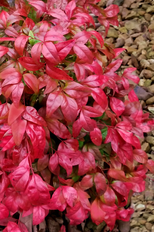  Firepower Dwarf Nandina - 1 Gallon Pot