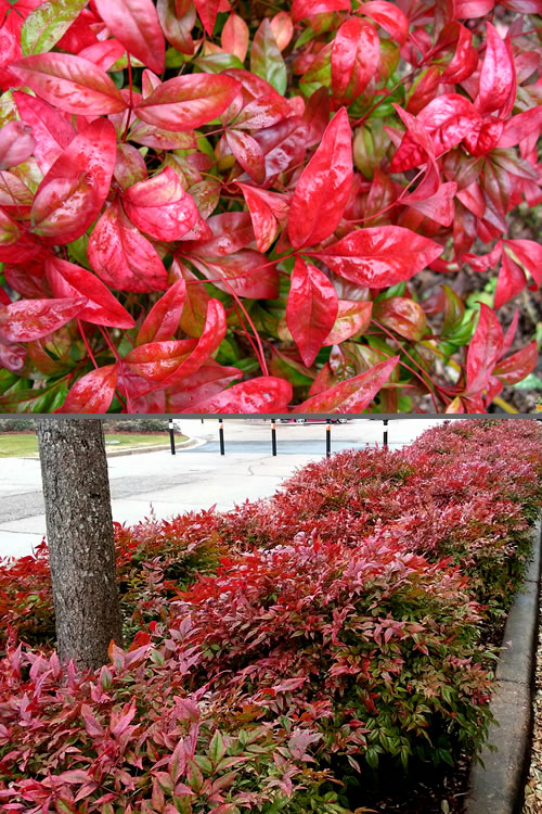  Firepower Dwarf Nandina - 1 Gallon Pot