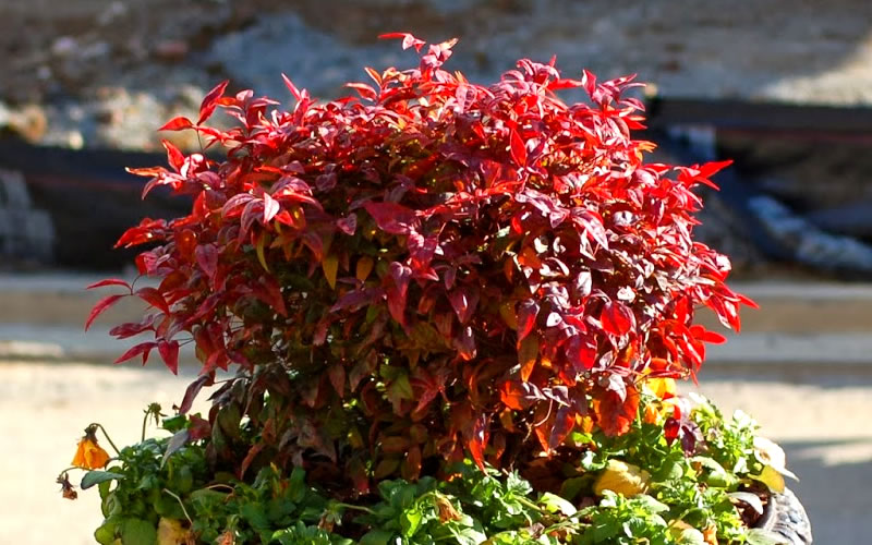  Firepower Dwarf Nandina - 1 Gallon Pot