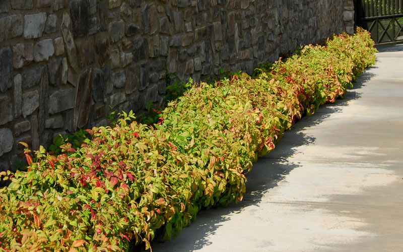  Firepower Dwarf Nandina - 1 Gallon Pot