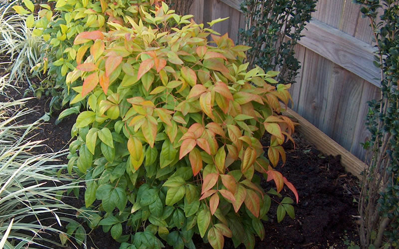  Firepower Dwarf Nandina - 1 Gallon Pot