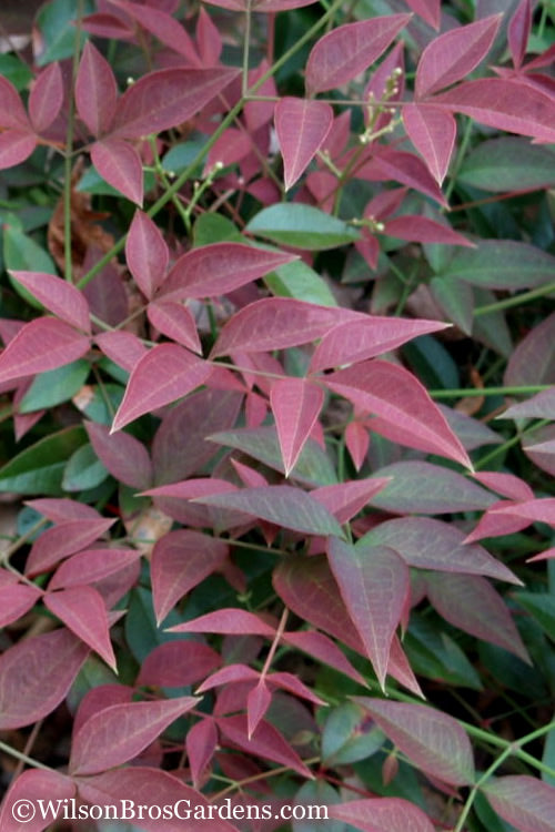  Flirt Dwarf Nandina - 2 Gallon Pot