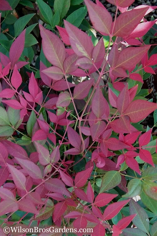  Flirt Dwarf Nandina - 2 Gallon Pot