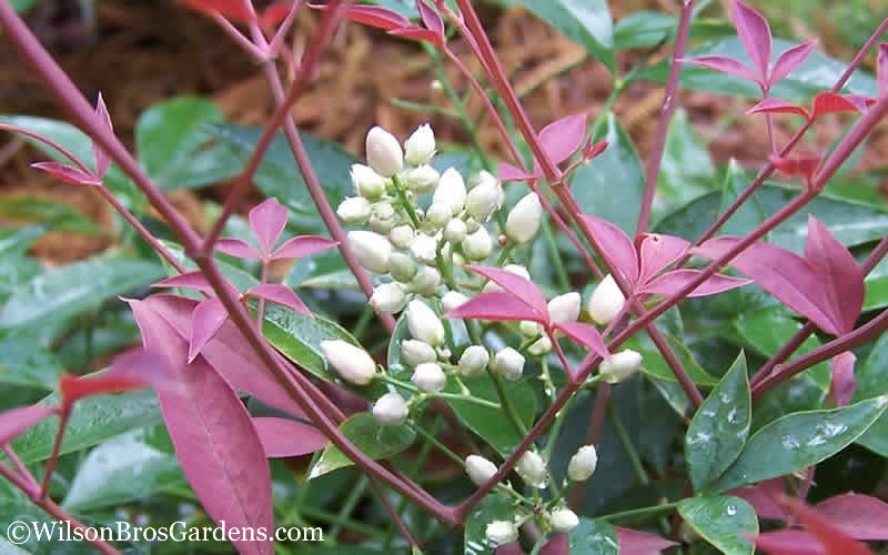  Flirt Dwarf Nandina - 1 Gallon Pot
