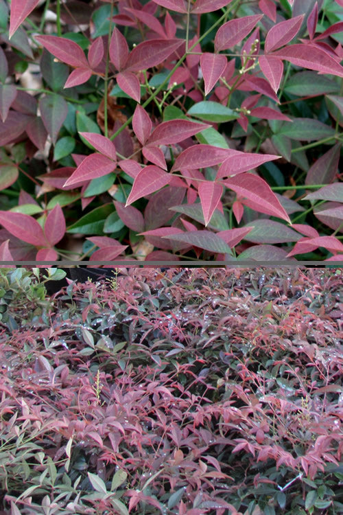  Flirt Dwarf Nandina - 1 Gallon Pot