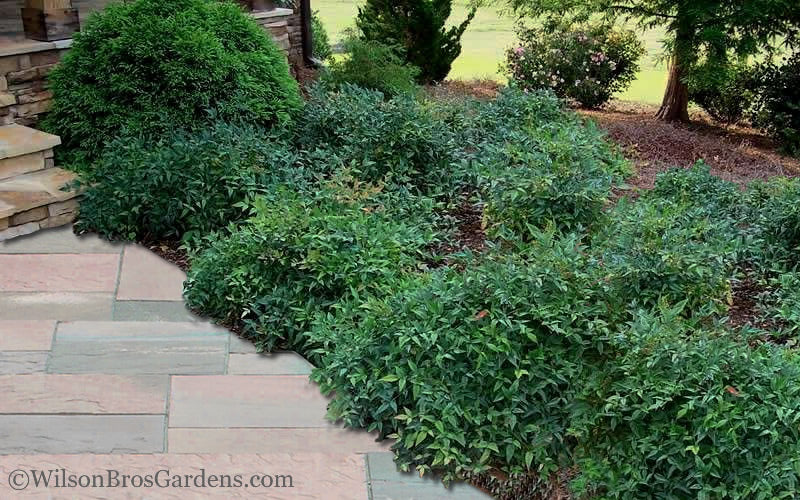  Harbor Belle Dwarf Nandina - 1 Gallon Pot