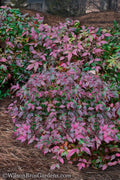  Harbor Belle Dwarf Nandina - 1 Gallon Pot