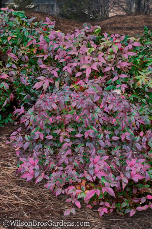  Harbor Belle Dwarf Nandina - 1 Gallon Pot