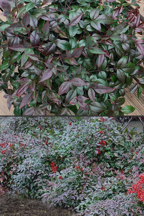  Harbor Belle Dwarf Nandina - 1 Gallon Pot