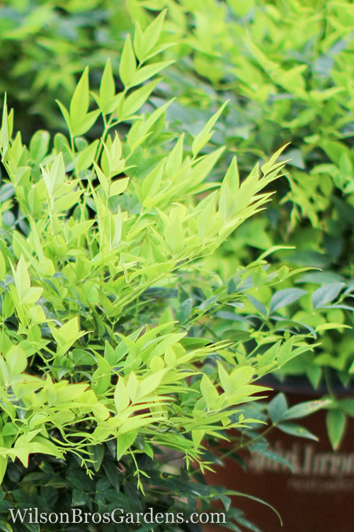  Lemon Lime Nandina - 2.5 Quart Pot