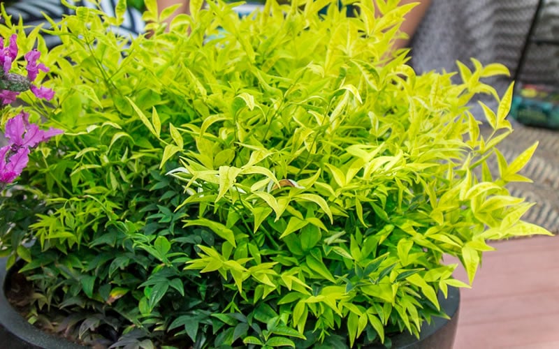  Lemon Lime Nandina - 2 Gallon Pot