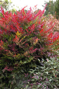  Obsession Nandina - 1 Gallon Pot