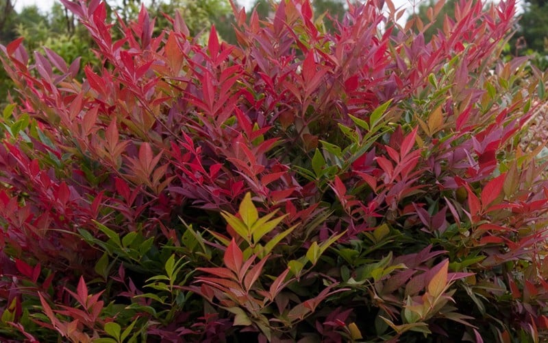  Obsession Nandina - 2 Gallon Pot
