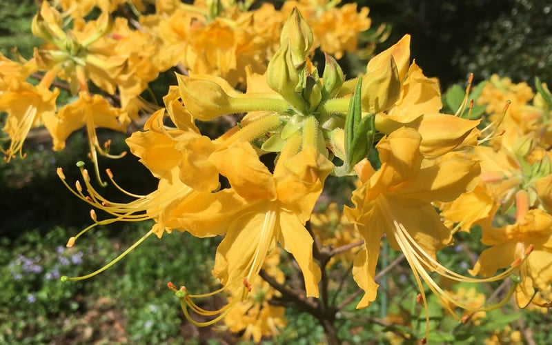  Admiral Semmes Native Azalea - Rhododendron - 3 Gallon Pot
