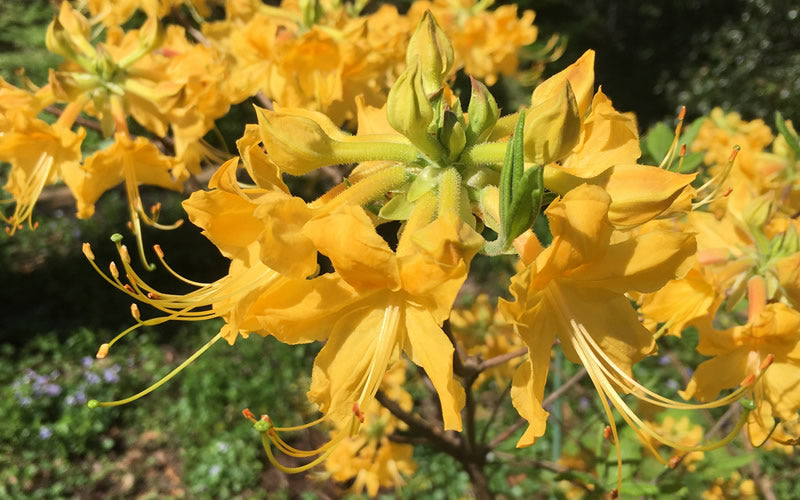  Admiral Semmes Native Azalea - Rhododendron - 3 Gallon Pot