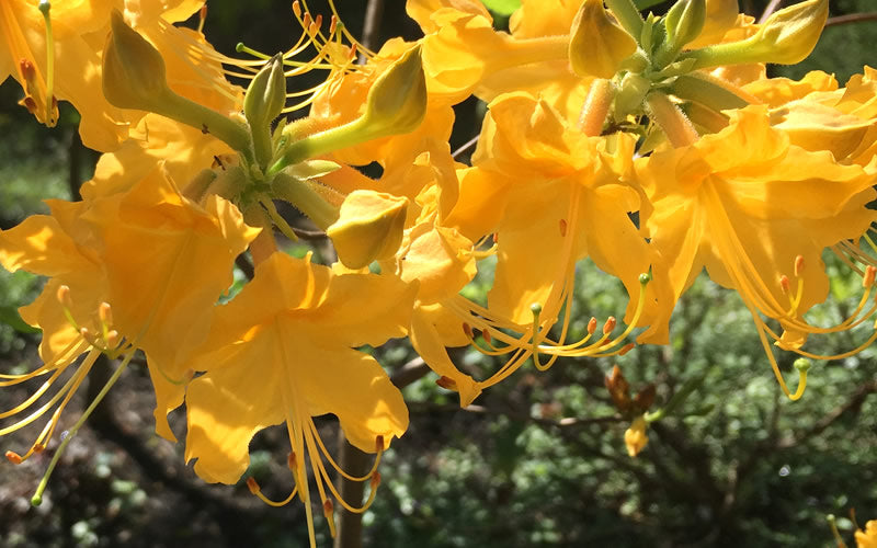  Admiral Semmes Native Azalea - Rhododendron - 3 Gallon Pot