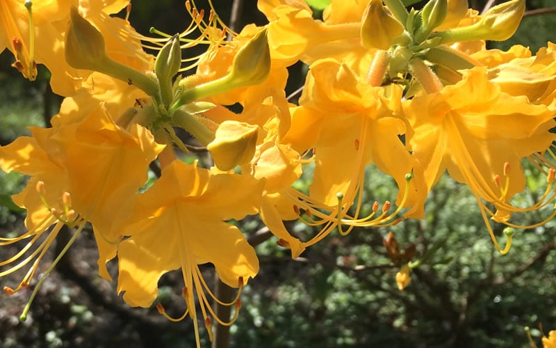  Admiral Semmes Native Azalea - Rhododendron - 1 Gallon Pot