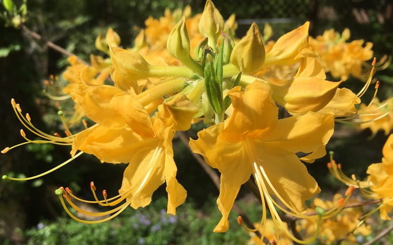  Admiral Semmes Native Azalea - Rhododendron - 3 Gallon Pot