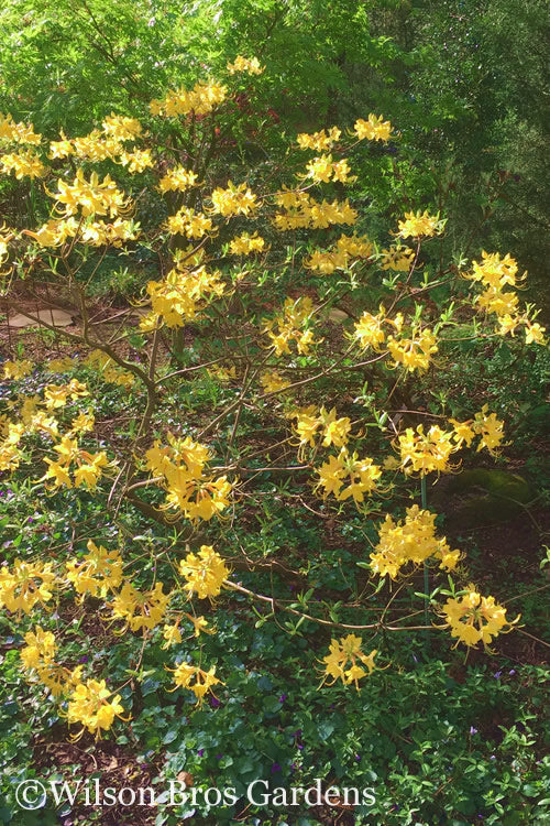  Admiral Semmes Native Azalea - Rhododendron - 3 Gallon Pot