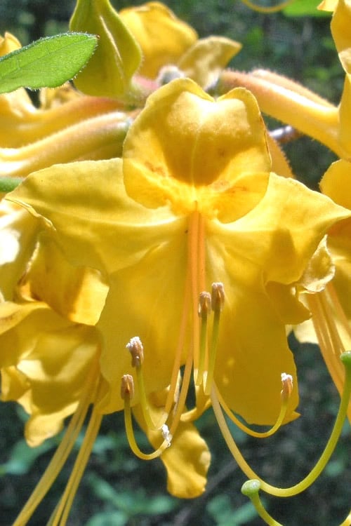  Admiral Semmes Native Azalea - Rhododendron - 1 Gallon Pot
