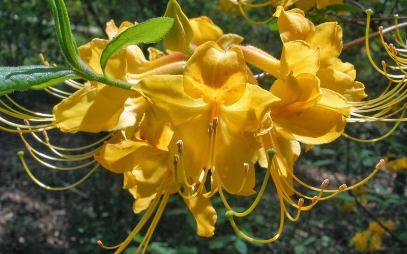  Admiral Semmes Native Azalea - Rhododendron - 3 Gallon Pot