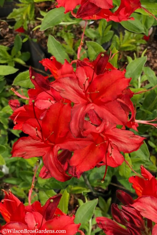  Augies Red Aromi Azalea (Rhododendron Hybrid) - 3 Gallon Pot