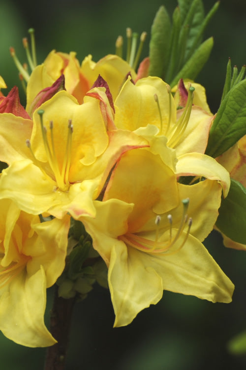  Canary Isles Aromi Azalea (Rhododendron Hybrid) - 3 Gallon Pot