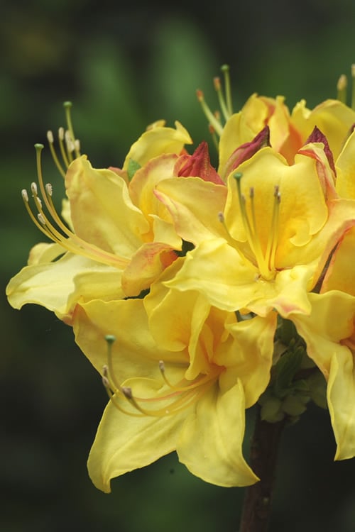  Canary Isles Aromi Azalea (Rhododendron Hybrid) - 3 Gallon Pot