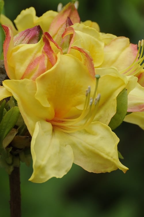  Canary Isles Aromi Azalea (Rhododendron Hybrid) - 3 Gallon Pot
