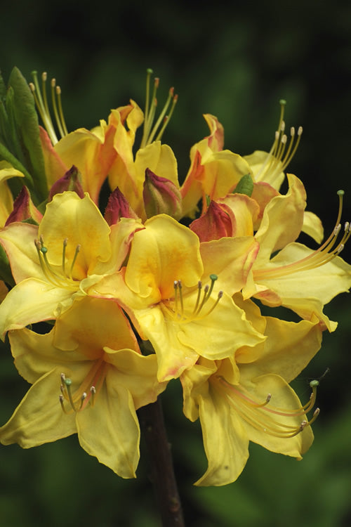  Canary Isles Aromi Azalea (Rhododendron Hybrid) - 3 Gallon Pot