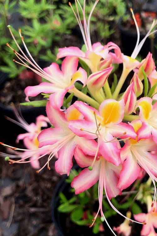  Candy Stripe Native Azalea (Rhododendron Flammeum) - 3 Gallon Pot