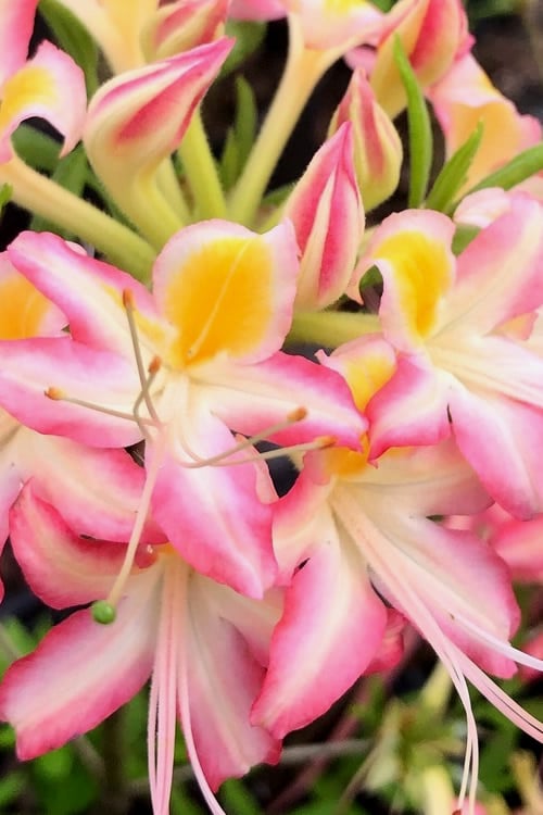  Candy Stripe Native Azalea (Rhododendron Flammeum) - 3 Gallon Pot