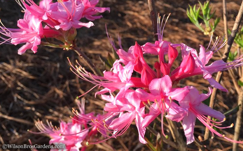  Candy Striper Native Azalea - Rhododendron Canescens - 3 Gallon Pot