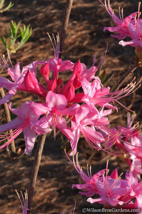  Candy Striper Native Azalea - Rhododendron Canescens - 3 Gallon Pot