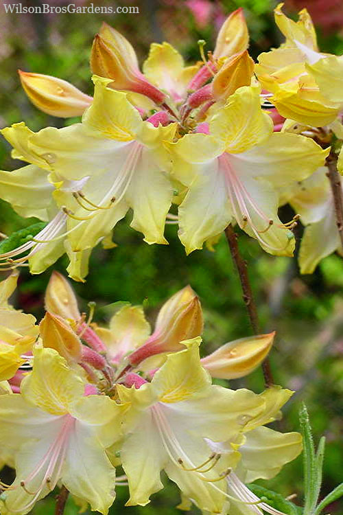  Clear Creek Aromi Azalea (Rhododendron) - 1 Gallon Pot