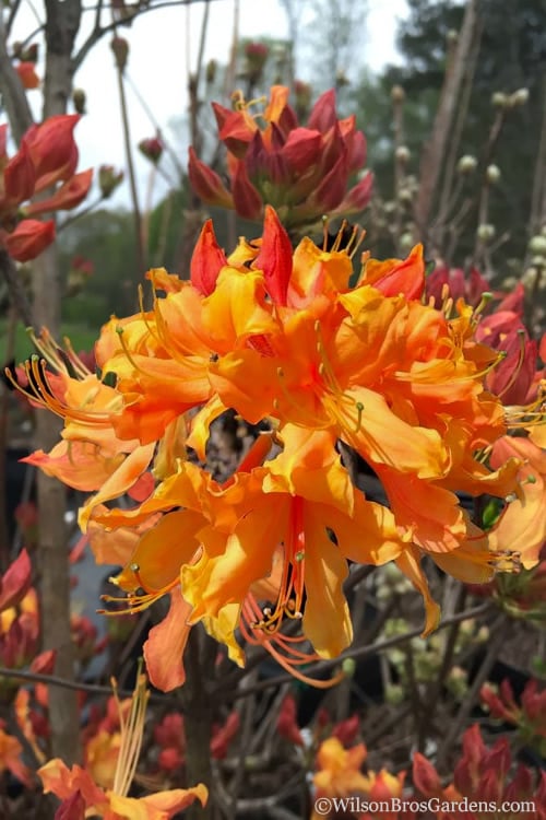  Clowning Around Native Azalea - Rhododendron Austrinum - 3 Gallon Pot
