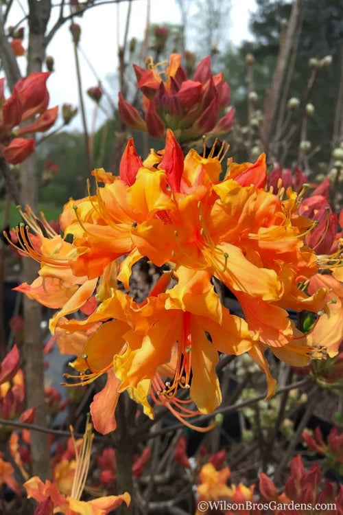  Clowning Around Native Azalea - Rhododendron Austrinum - 1 Gallon Pot