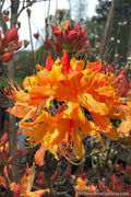  Clowning Around Native Azalea - Rhododendron Austrinum - 1 Gallon Pot