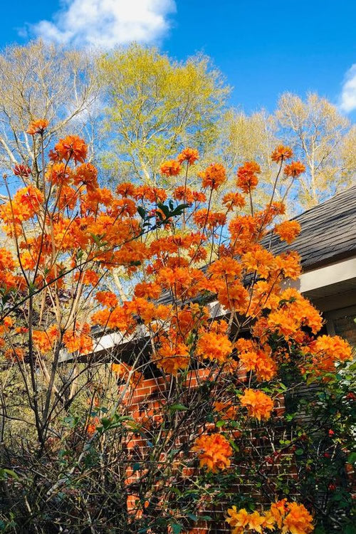  Clowning Around Native Azalea - Rhododendron Austrinum - 1 Gallon Pot
