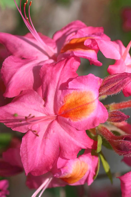  Country Cousin Pink Aromi Azalea (Rhododendron Hybrid) - 3 Gallon Pot