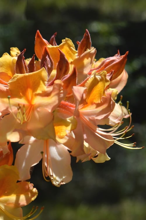  Dancing Rabbit Aromi Azalea (Rhododendron Hybrid) - 3 Gallon Pot