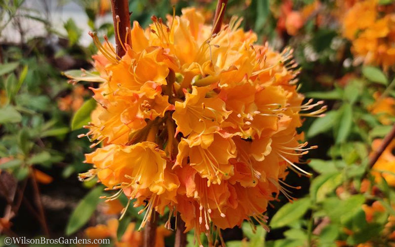  Dons Variegated Native Azalea - Rhododendron - 1 Gallon Pot