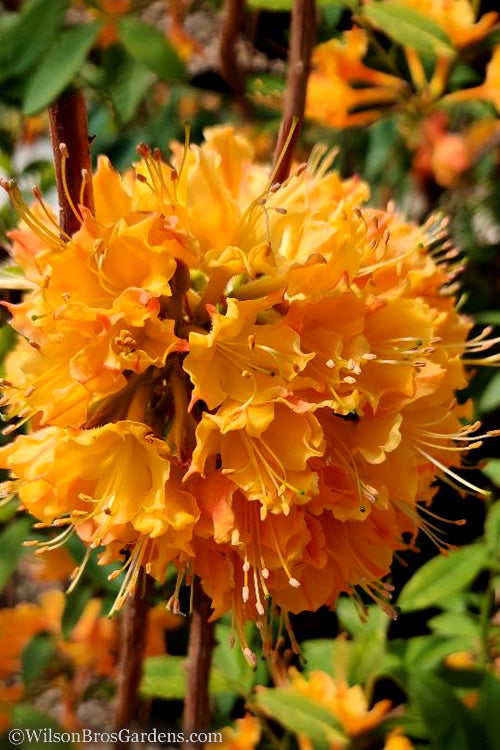  Dons Variegated Native Azalea - Rhododendron - 1 Gallon Pot
