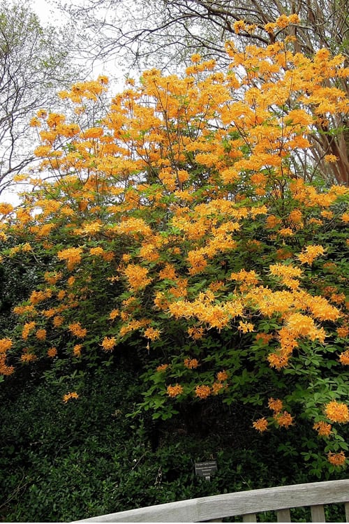  Escatawpa Florida Flame Native Azalea (Rhododendron Austrinum) - 3 Gallon Pot