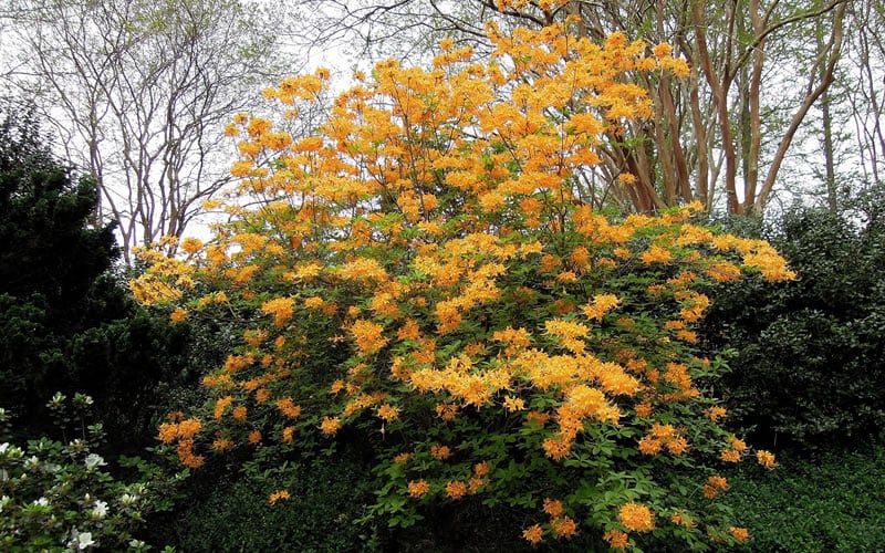  Escatawpa Florida Flame Native Azalea (Rhododendron Austrinum) - 3 Gallon Pot